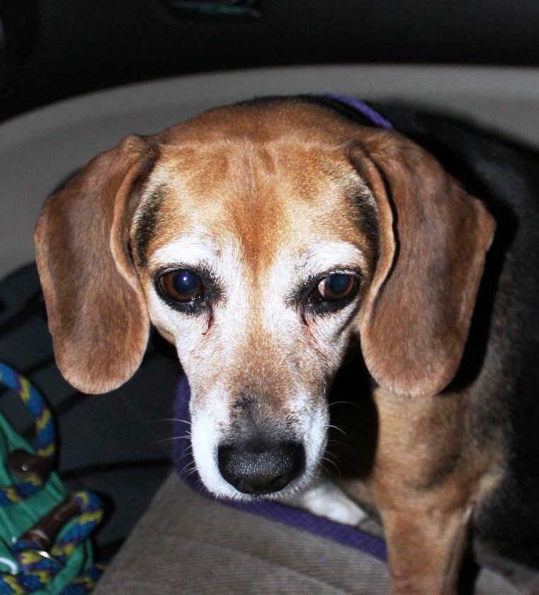 Adopt a friend: Nina